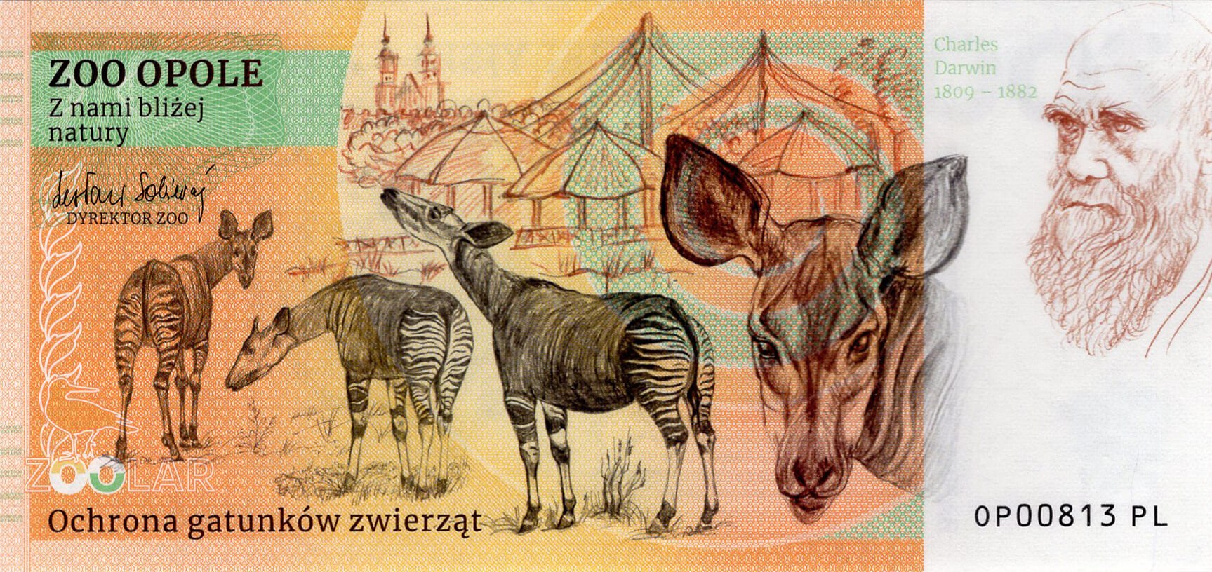 150 Tygr ussurijský - zadní strana