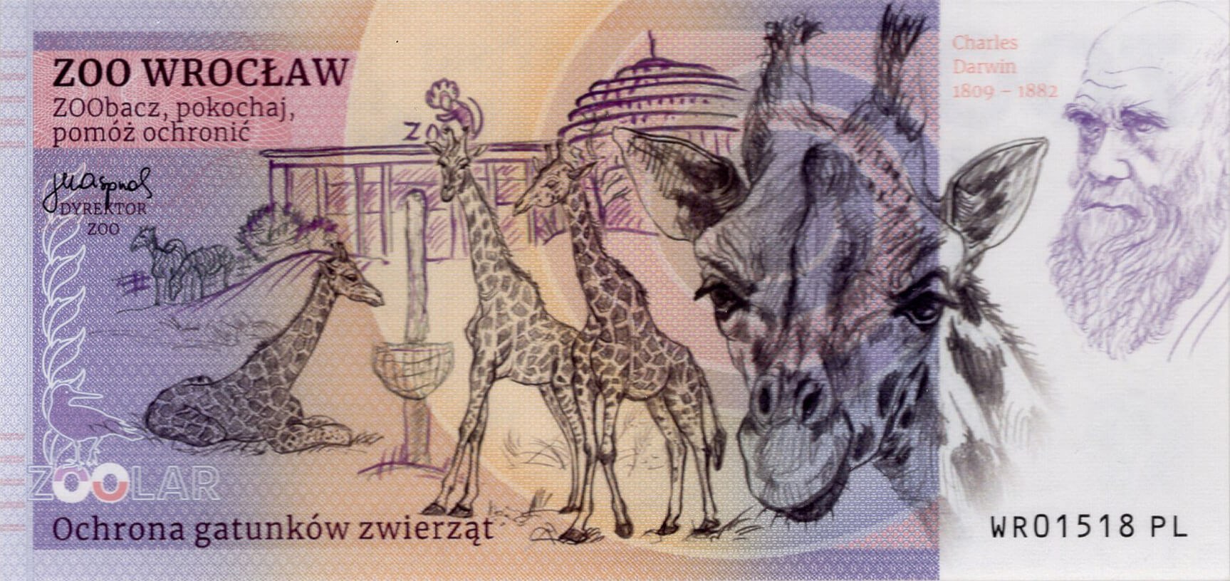 150 Tygr ussurijský - zadní strana